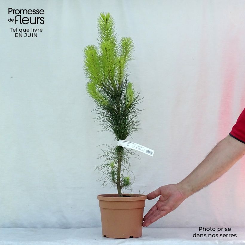 Spécimen de Pinus pinaster - Pin maritime Pot de 2L/3L tel que livré en été