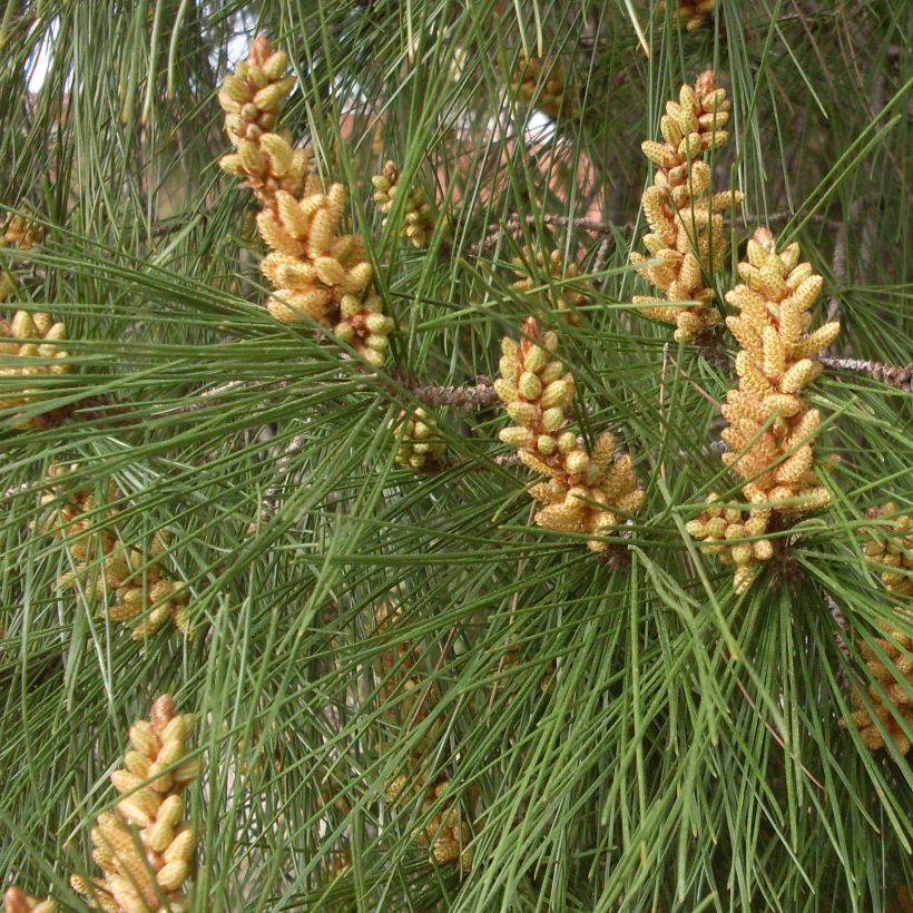 Pinus pinea - Pin parasol (Feuillage)