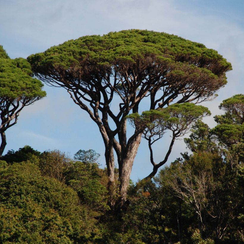 Pinus pinea - Pin parasol (Port)