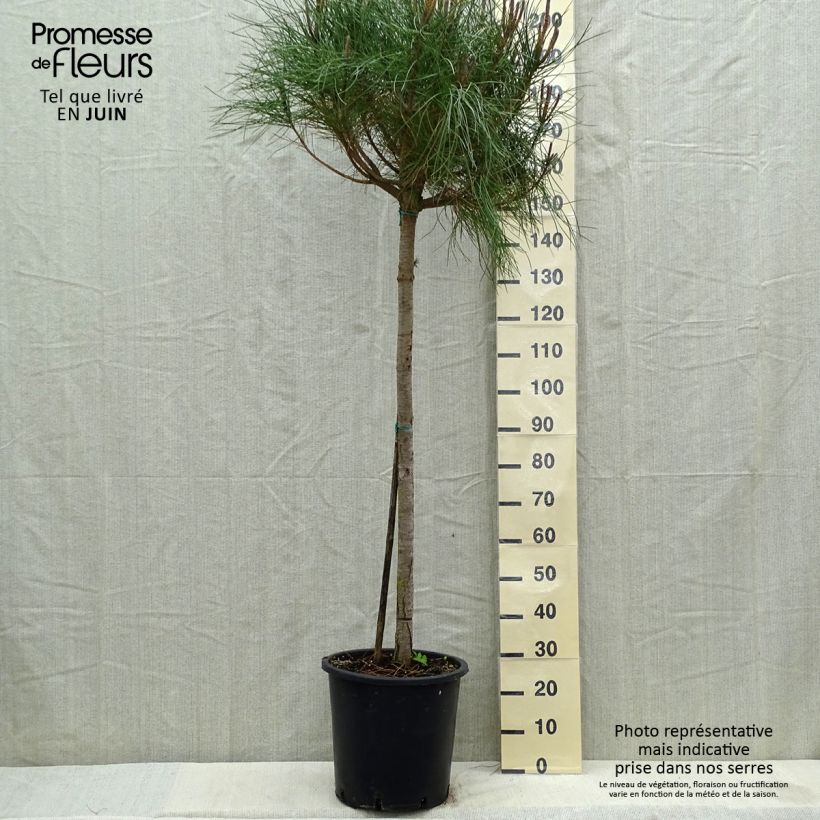 Spécimen de Pinus pinea - Pin parasol en pot hauteur 150/175, diamètre de tige 10/12 tel que livré au printemps