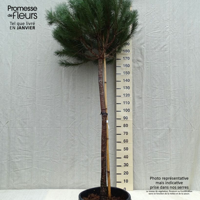 Spécimen de Pinus pinea - Pin parasol Pot de 50L/55L, TIge 12/14 tel que livré en hiver