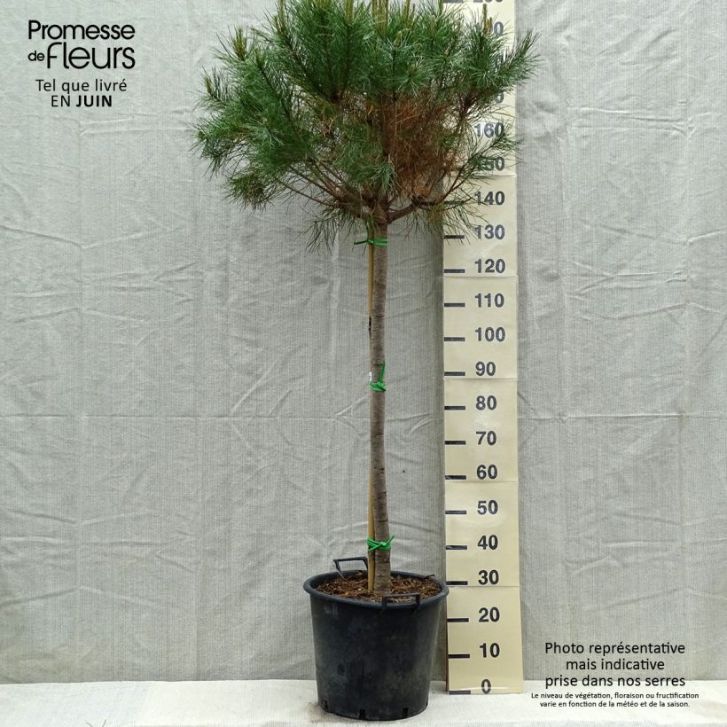Spécimen de Pinus pinea - Pin parasol en pot hauteur 175/200, diamètre de tige 12/14 tel que livré au printemps