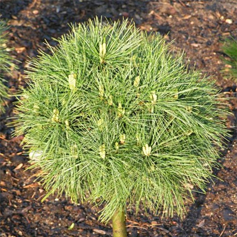 Pinus strobus Greg - Pin de Weymouth nain                            (Feuillage)
