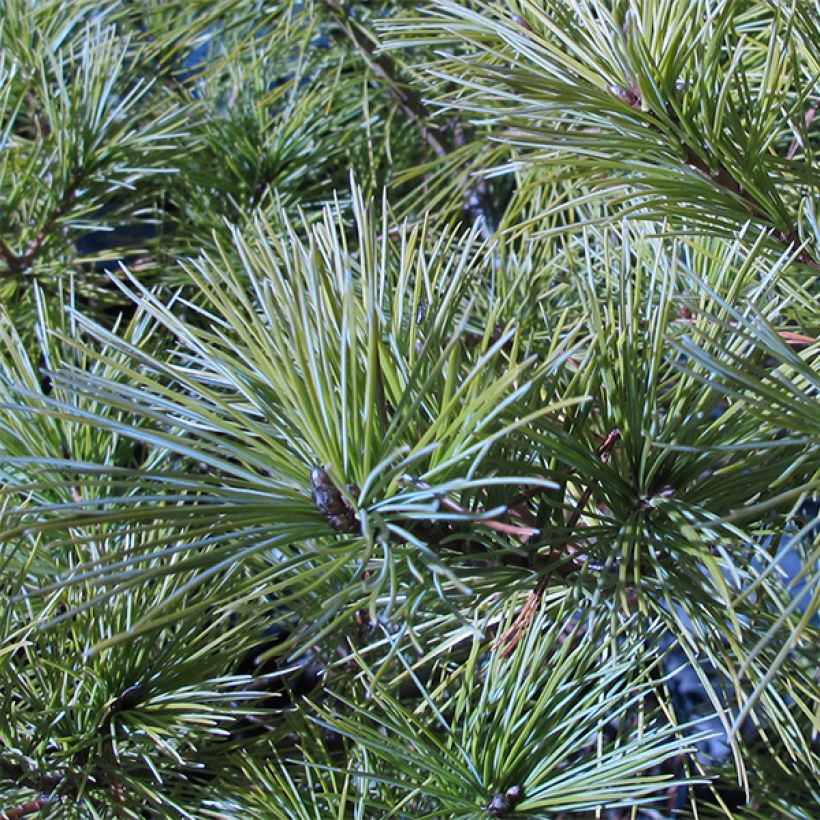 Pin de Weymouth nain - Pinus strobus Horsford (Feuillage)