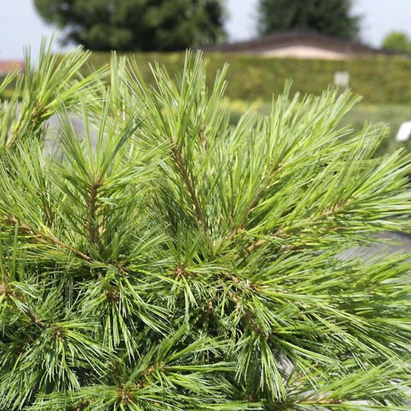 Pinus strobus Minima - Pin de Weymouth (Feuillage)