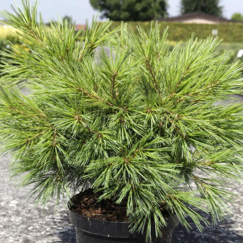 Pinus strobus Minima - Pin de Weymouth (Port)