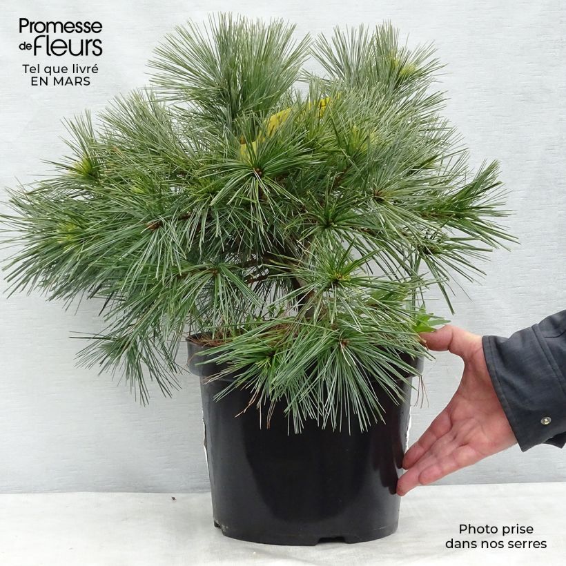 Spécimen de Pinus strobus Minima - Pin de Weymouth en pot de 7,5/10L tel que livré au printemps