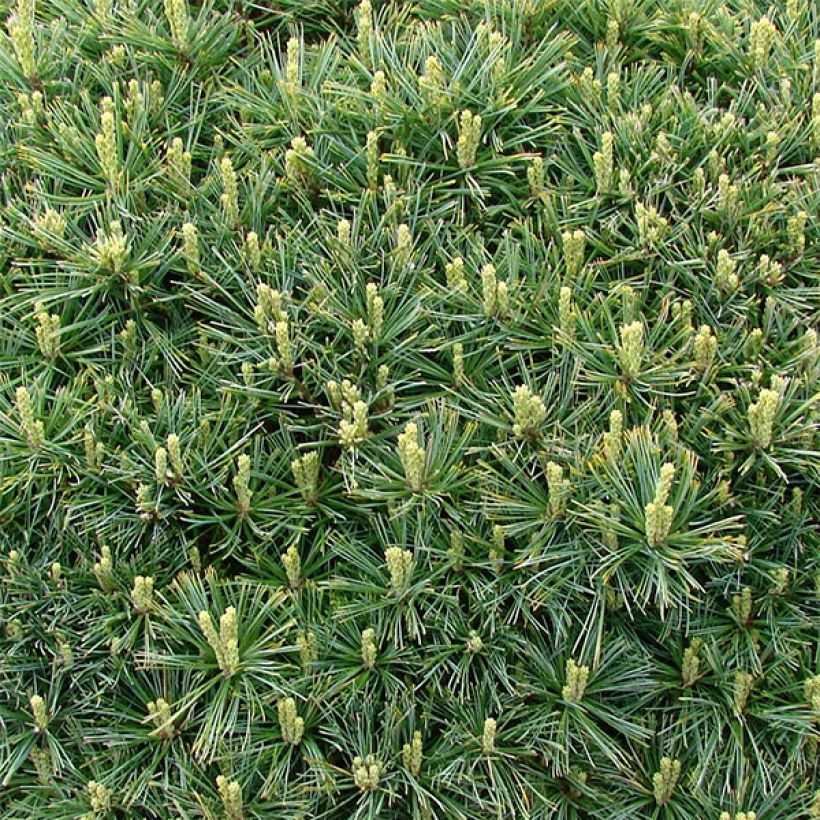 Pin de Weymouth nain - Pinus strobus Minuta (Feuillage)
