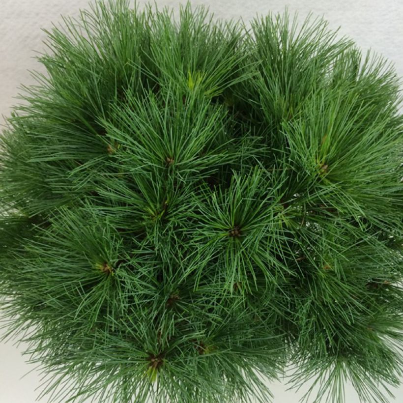 Pin de Weymouth - Pinus strobus Ontario                        (Feuillage)