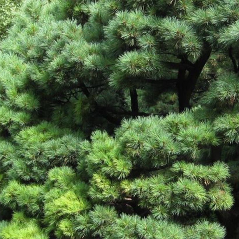Pin de Weymouth nain - Pinus strobus Radiata (Feuillage)