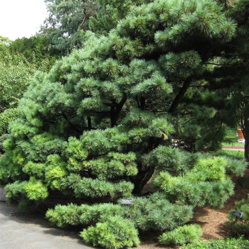 Pin de Weymouth nain - Pinus strobus Radiata (Port)