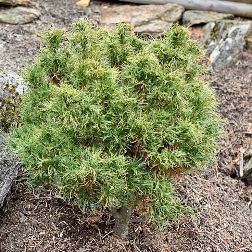 Pin Weymouth - Pinus strobus Tiny Kurls (Port)