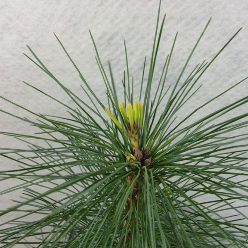 Pinus strobus Wendy - Pin de Weymouth nain                            (Feuillage)