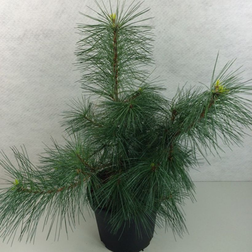 Pinus strobus Wendy - Pin de Weymouth nain                            (Port)