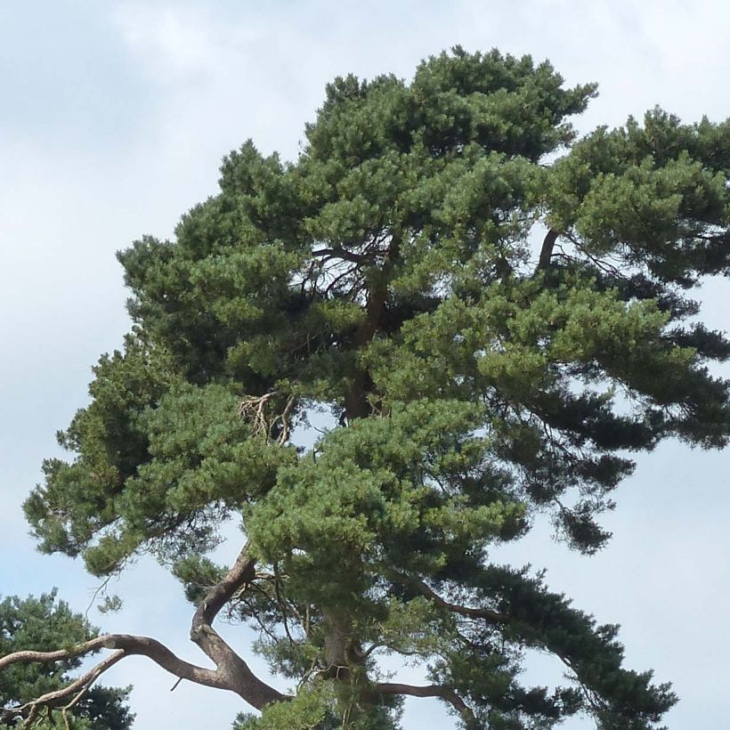 Pin sylvestre - Pinus sylvestris (Feuillage)