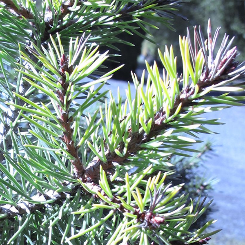 Pin sylvestre nain - Pinus sylvestris Doone Valley (Feuillage)