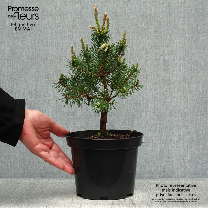 Spécimen de Pin sylvestre nain - Pinus sylvestris Sandringham               tel que livré au printemps