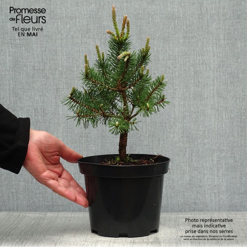 Spécimen de Pin sylvestre nain - Pinus sylvestris Sandringham               Pot de 2L/3LHauteur livrée env. 20/30cm tel que livré au printemps