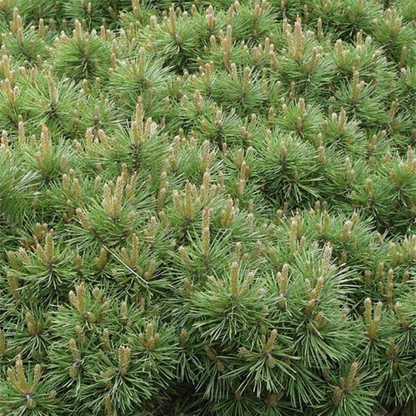 Pin sylvestre nain - Pinus sylvestris Sandringham               (Feuillage)