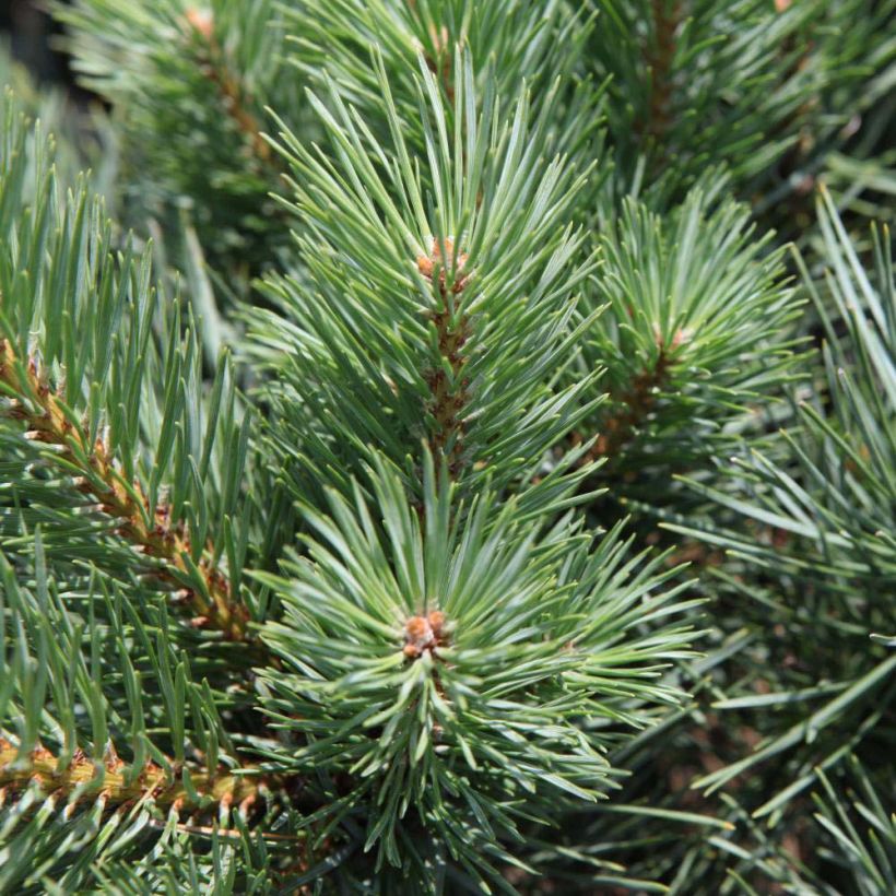 Pinus sylvestris Watereri - Pin sylvestre (Feuillage)