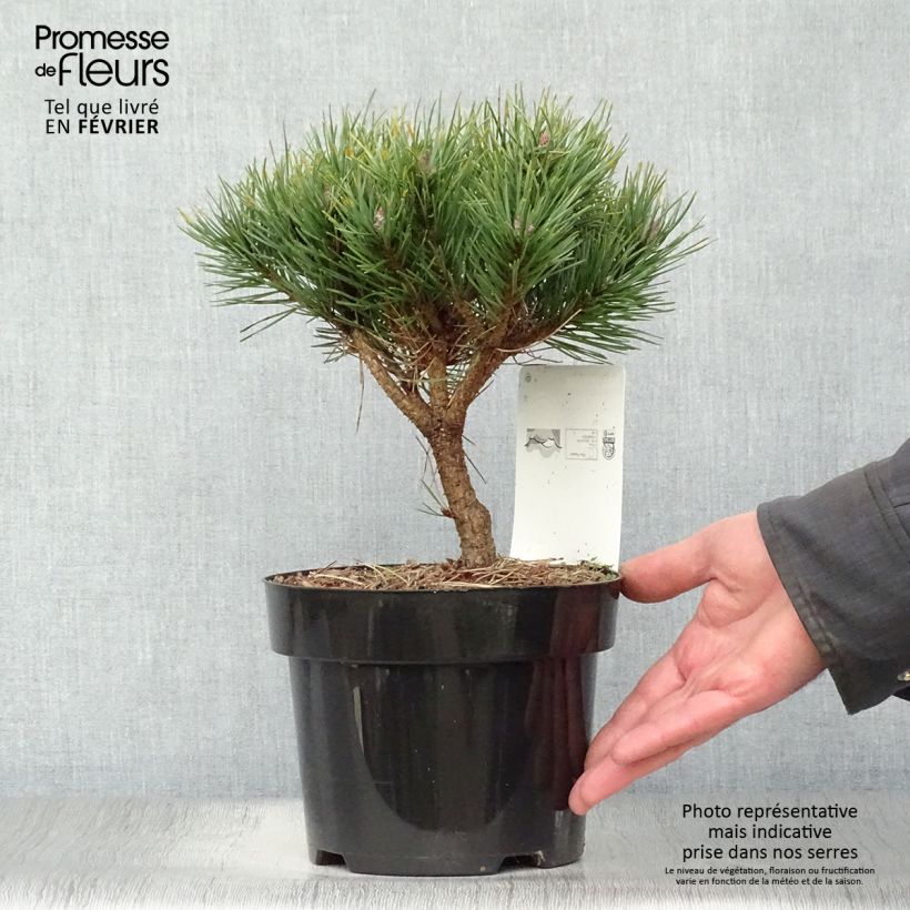 Spécimen de Pinus sylvestris Watereri - Pin sylvestre tel que livré en hiver
