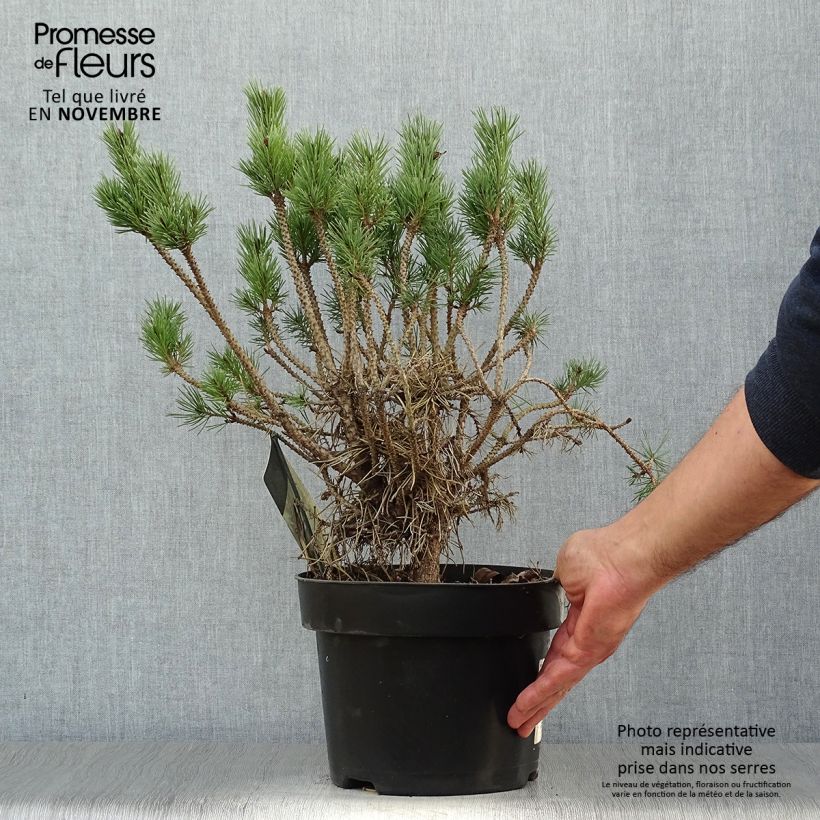 Spécimen de Pinus sylvestris Watereri - Pin sylvestre Pot de 2L/3L tel que livré en automne