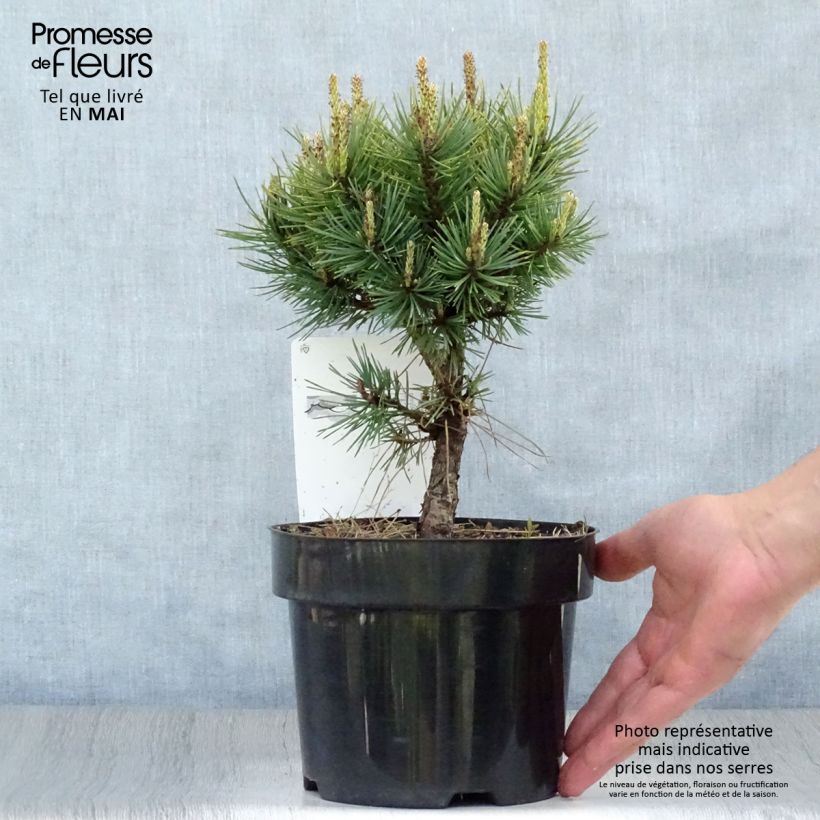 Spécimen de Pinus sylvestris Watereri - Pin sylvestre tel que livré au printemps