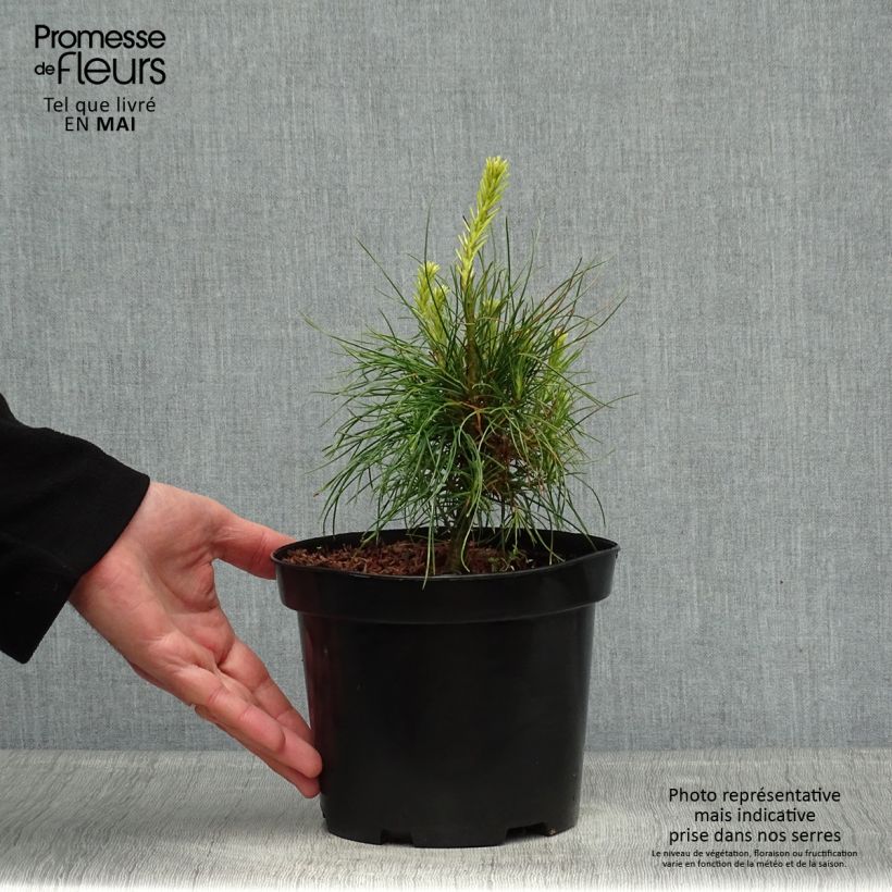 Spécimen de Pinus wallichiana - Pinus griffithii - Pin pleureur de l'Himalaya Pot de 3L/4L tel que livré au printemps