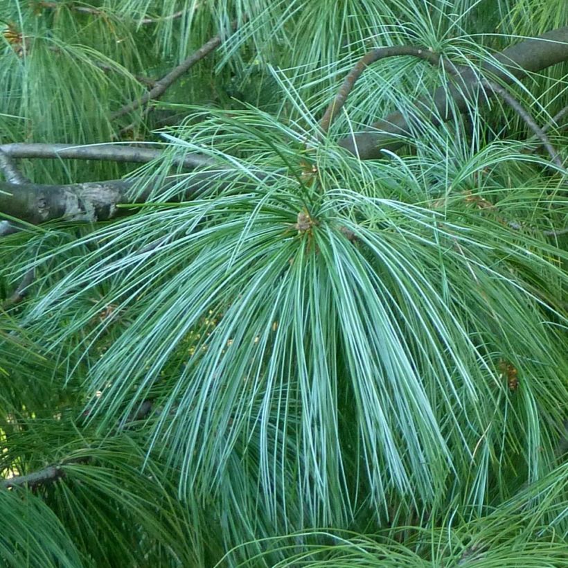 Pinus wallichiana - Pinus griffithii - Pin pleureur de l'Himalaya  (Feuillage)