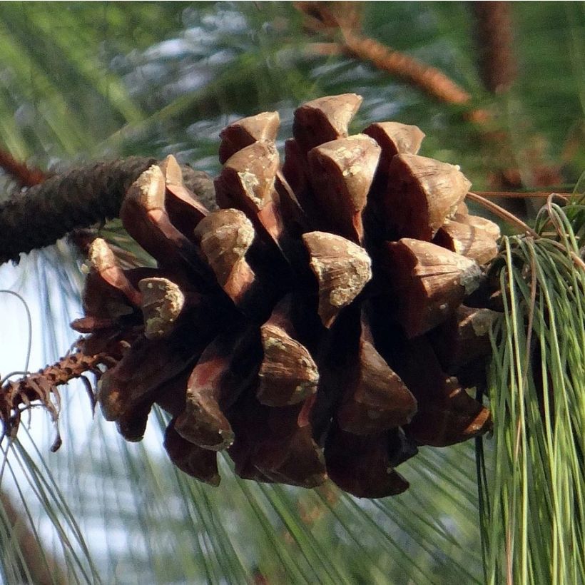 Pinus wallichiana - Pinus griffithii - Pin pleureur de l'Himalaya  (Récolte)