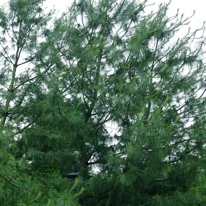 Pinus wallichiana - Pinus griffithii - Pin pleureur de l'Himalaya  (Port)