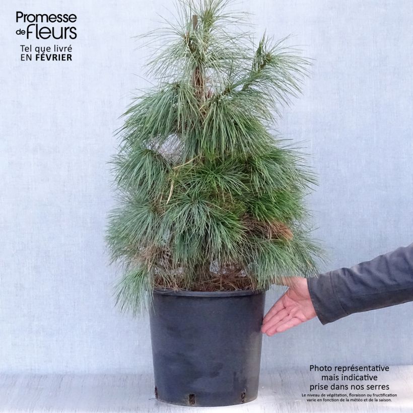 Spécimen de Pinus wallichiana - Pinus griffithii - Pin pleureur de l'Himalaya  tel que livré en hiver
