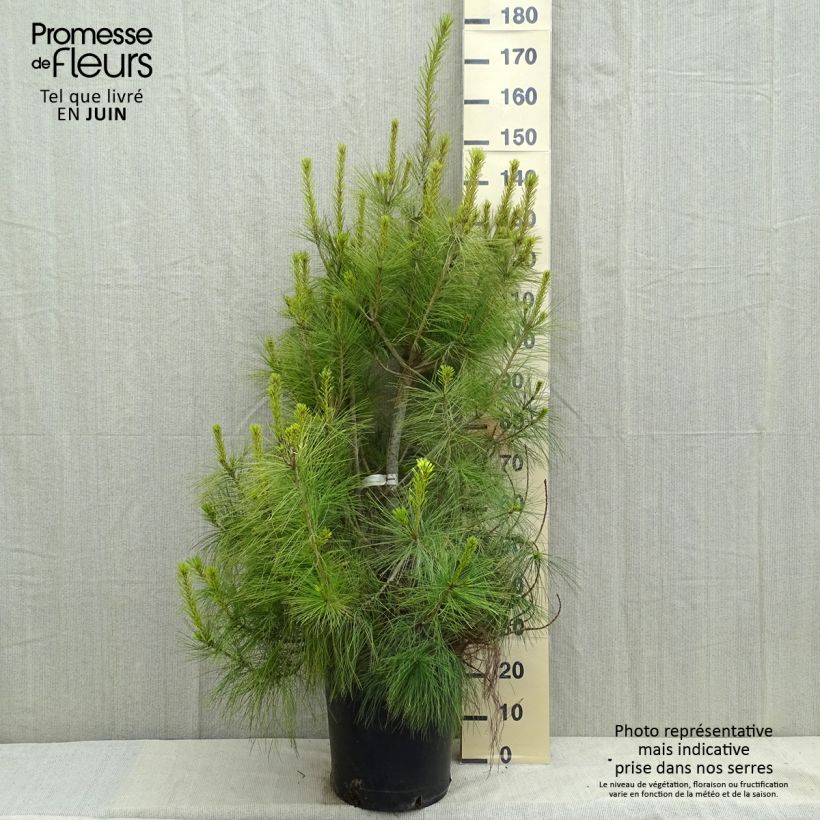Spécimen de Pinus wallichiana - Pinus griffithii - Pin pleureur de l'Himalaya  tel que livré au printemps