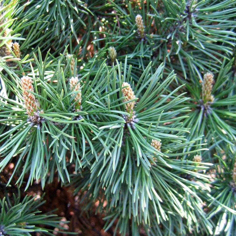 Pin de montagne - Pinus mugo Gnom (Récolte)