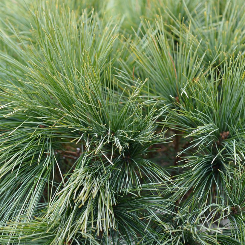 Pin de Weymouth nain - Pinus strobus Radiata (Feuillage)