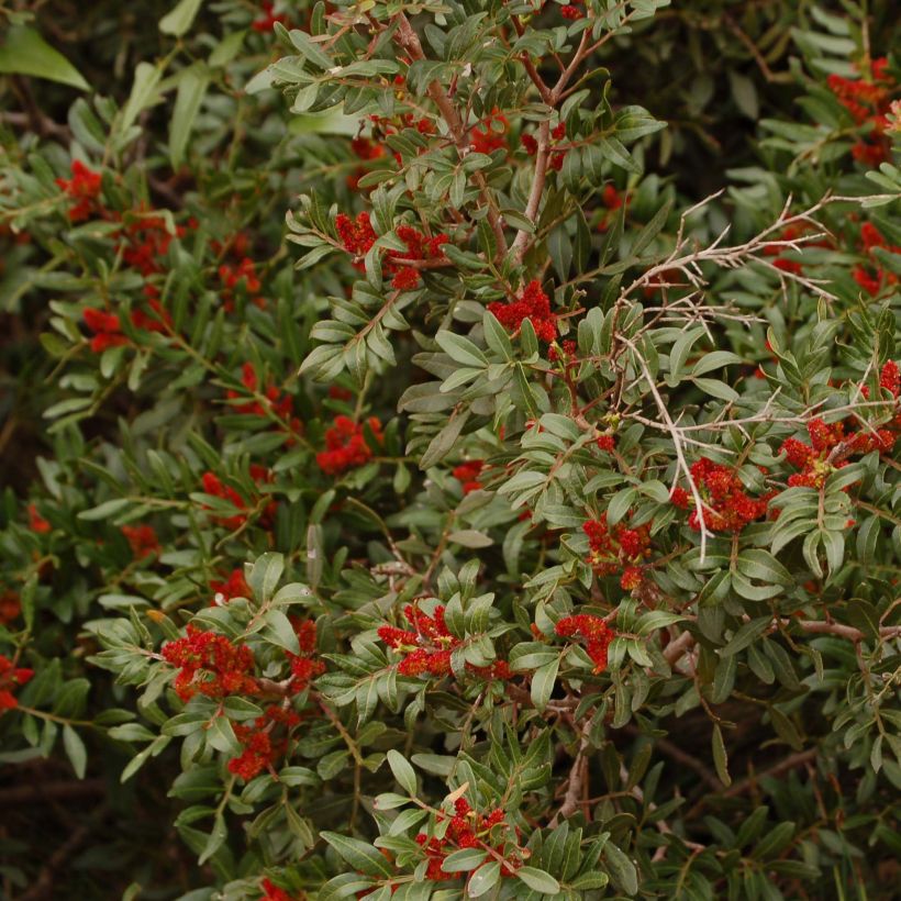 Pistacia lentiscus - Lentisque pistachier (Floraison)