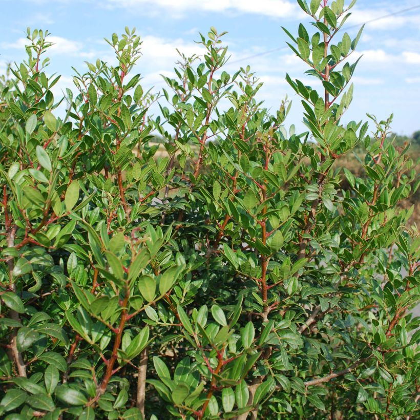 Pistacia lentiscus - Lentisque pistachier (Port)