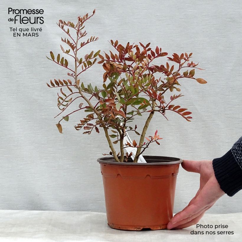 Spécimen de Pistacia lentiscus - Lentisque pistachier en pot de 2L/3L tel que livré au printemps