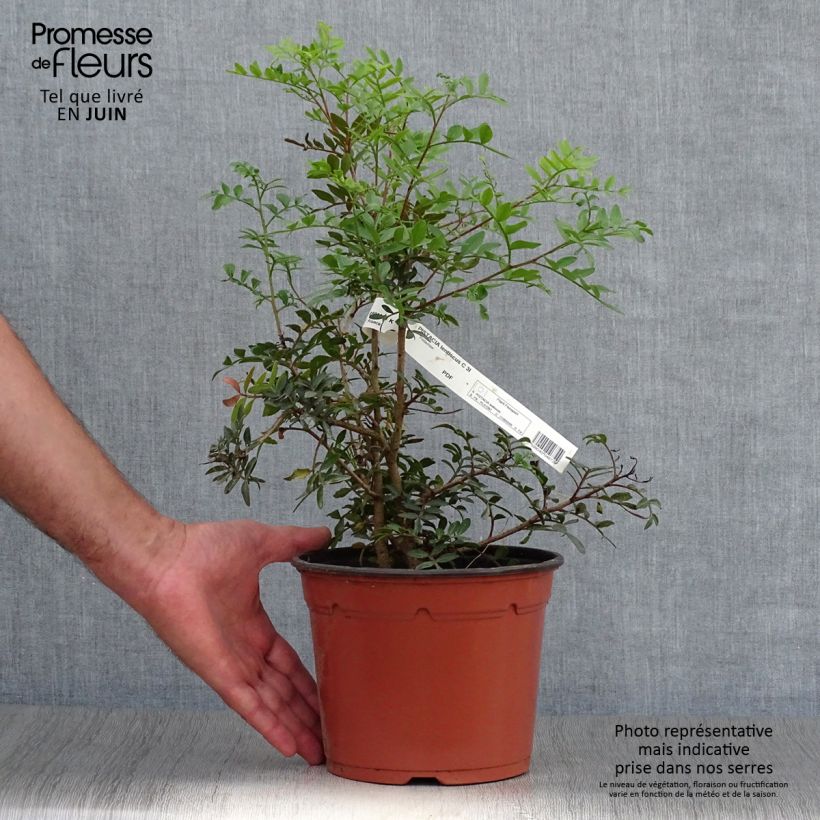 Spécimen de Pistacia lentiscus - Lentisque pistachier Pot de 2L/3L tel que livré en été