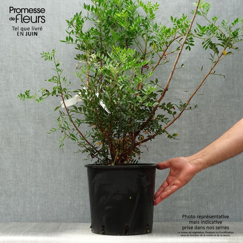 Spécimen de Pistacia lentiscus - Lentisque pistachier Pot de 6L/7L tel que livré en été