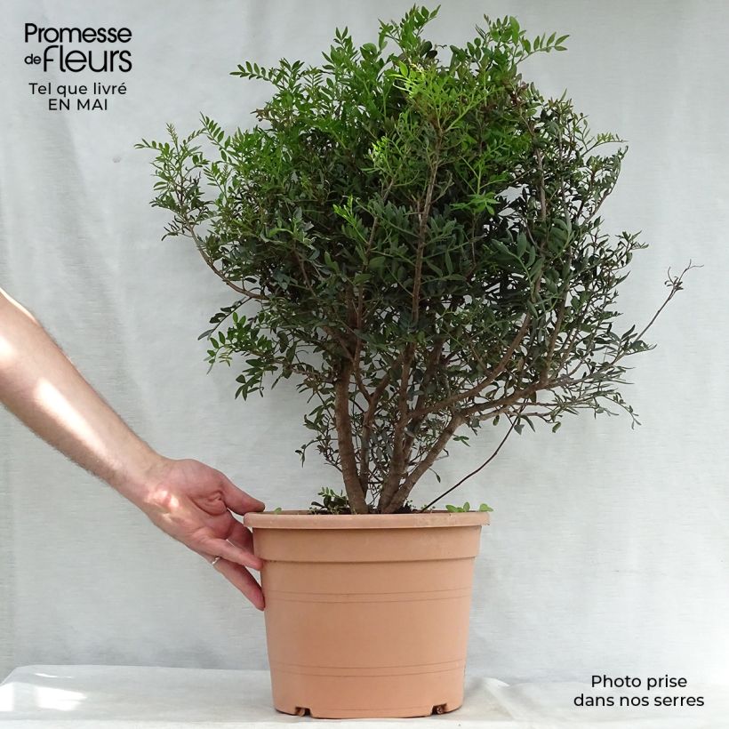 Spécimen de Pistacia lentiscus - Lentisque pistachier en pot de 7L tel que livré au printemps