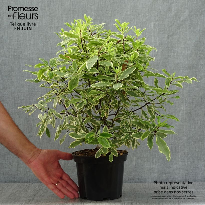 Spécimen de Pittosporum eugenoides Variegatum Pot de 3L/4L tel que livré en été