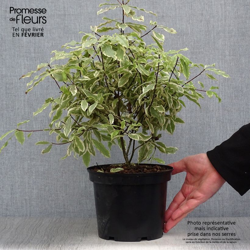 Spécimen de Pittosporum eugenoides Variegatum tel que livré en hiver