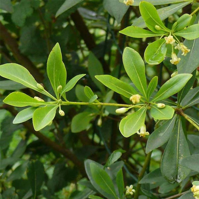 Pittosporum heterophyllum - Oranger de Chine (Feuillage)