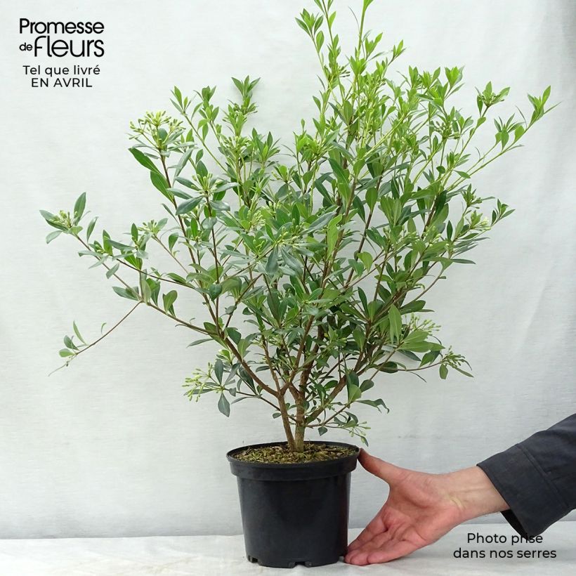 Spécimen de Pittosporum heterophyllum - Oranger de Chine tel que livré au printemps