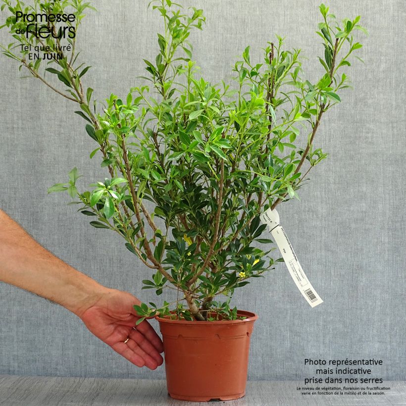 Spécimen de Pittosporum heterophyllum - Oranger de Chine Pot de 2L/3L tel que livré en été