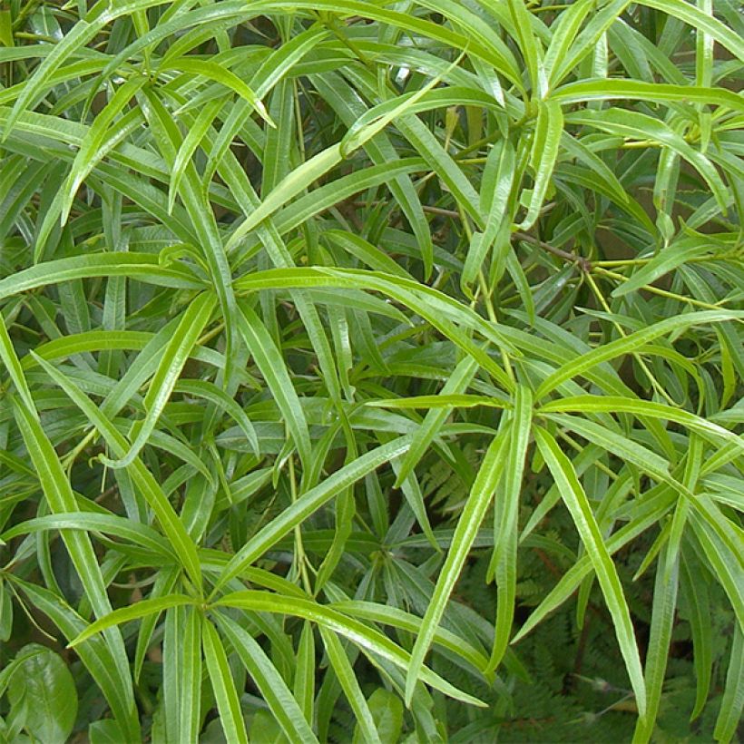 Pittosporum illicioides var. angustifolia (Feuillage)