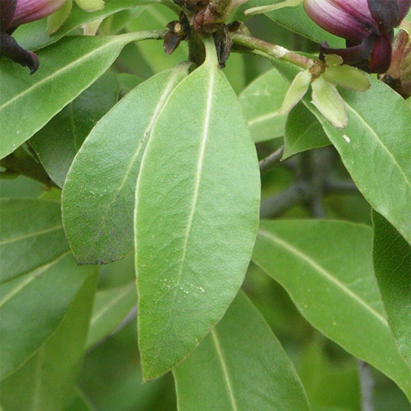 Pittosporum tenuifolium (Feuillage)