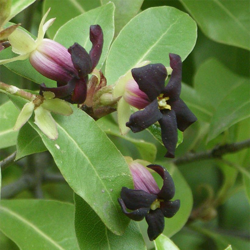 Pittosporum tenuifolium (Floraison)