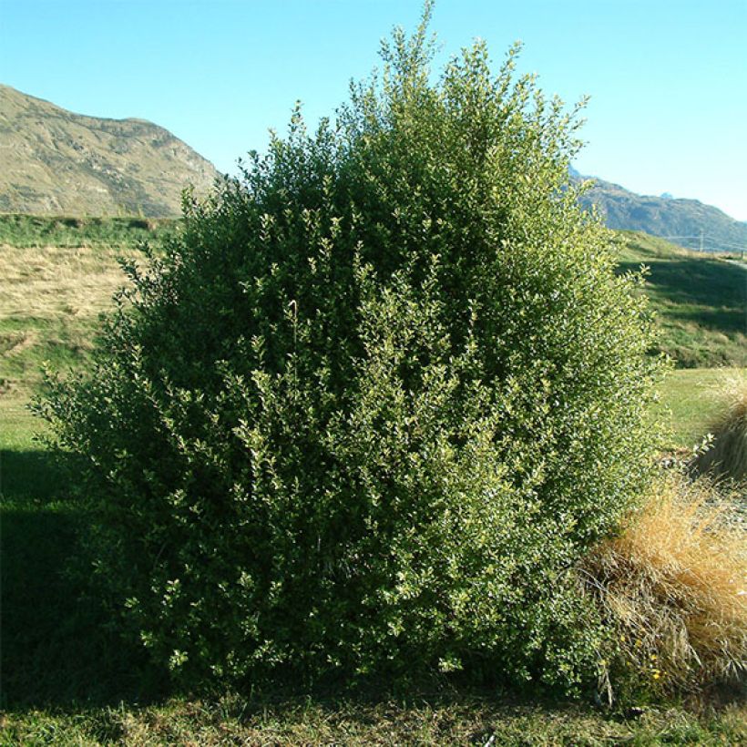 Pittosporum tenuifolium (Port)